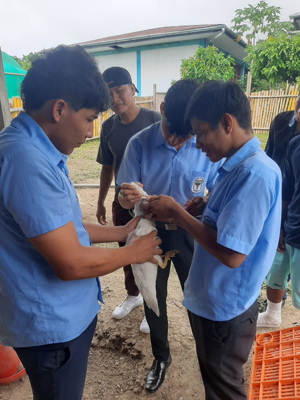 Programa de Estudio Producción Agropecuaria