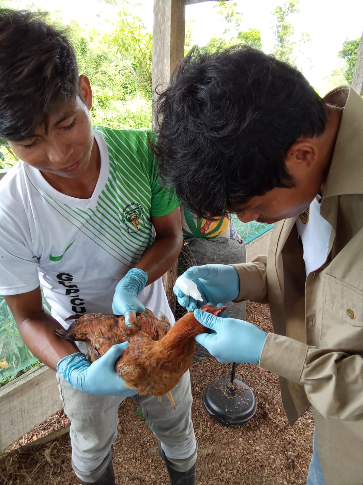 Programa de Estudio Producción Agropecuaria